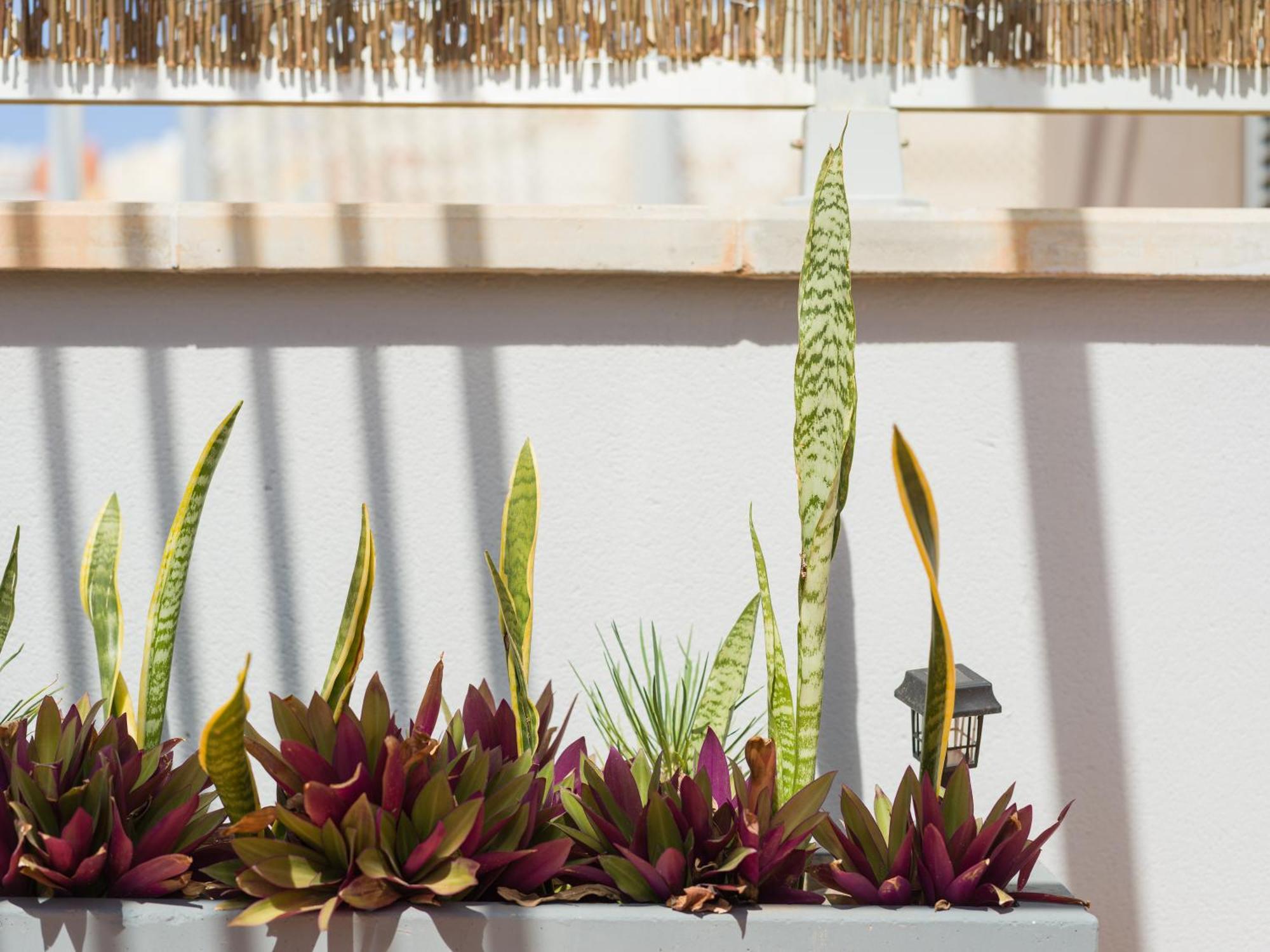 Casa Maresia Penthouse - Pool & Beach Sardina エクステリア 写真